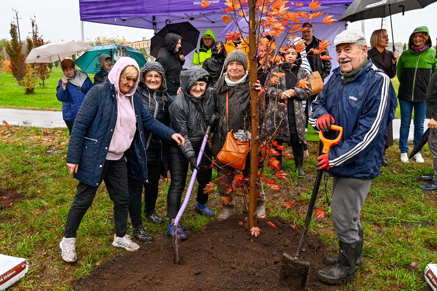 50 drzew na 50-lecie. Czerwone klony posadzono w Płońsku